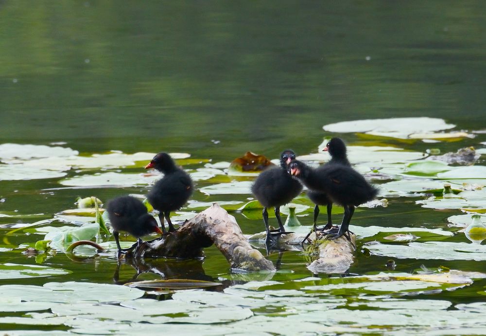 Фотография автора Елена