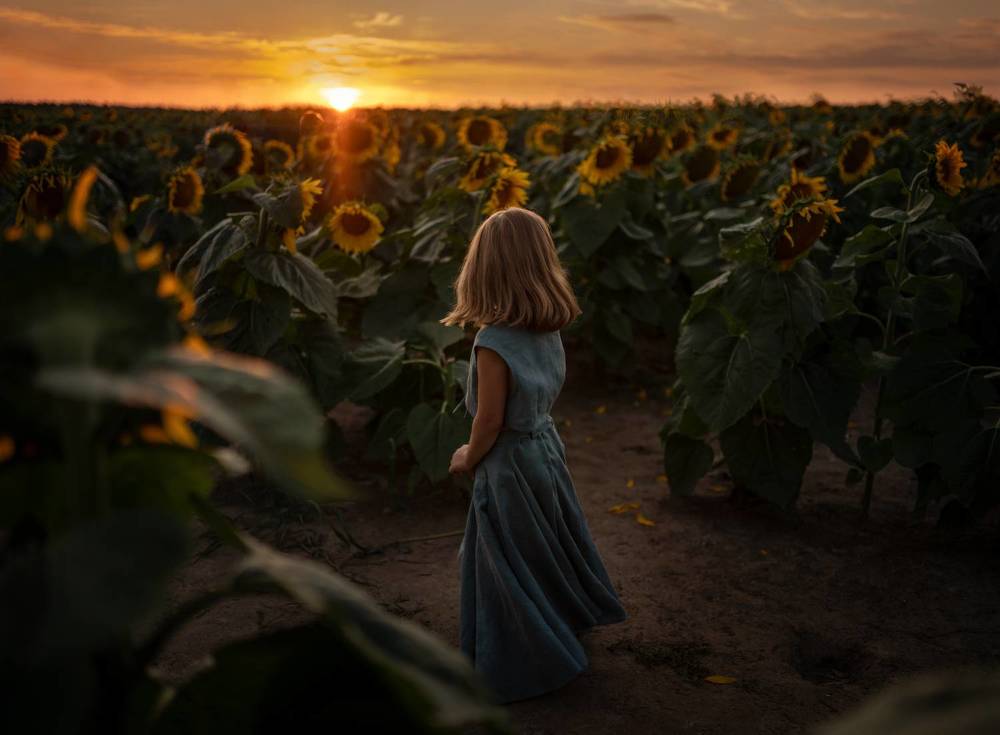 SUNFLOWERS