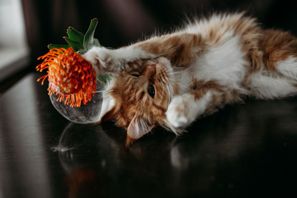 Photograph by Елена Щенина