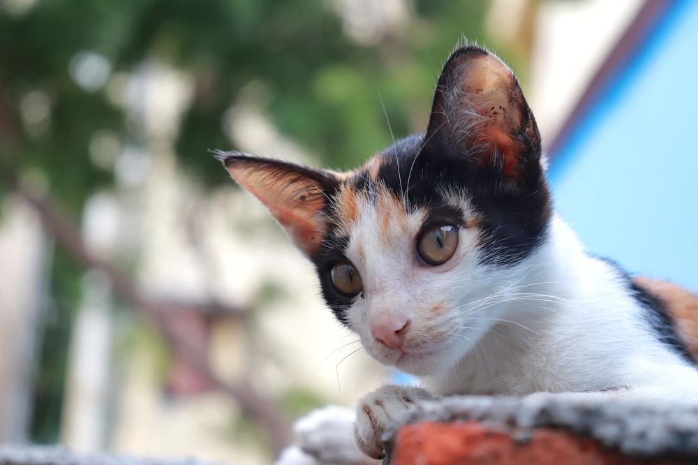 Photograph by John britto