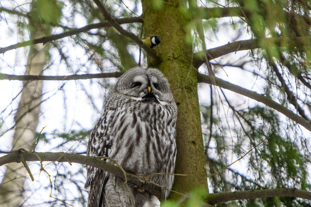 who disturbs the owl's sleep?