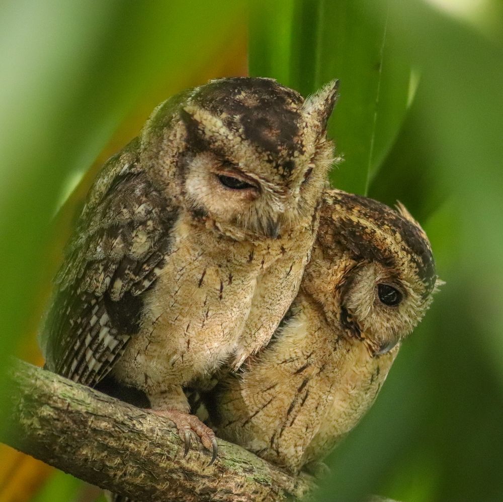 Owl pair