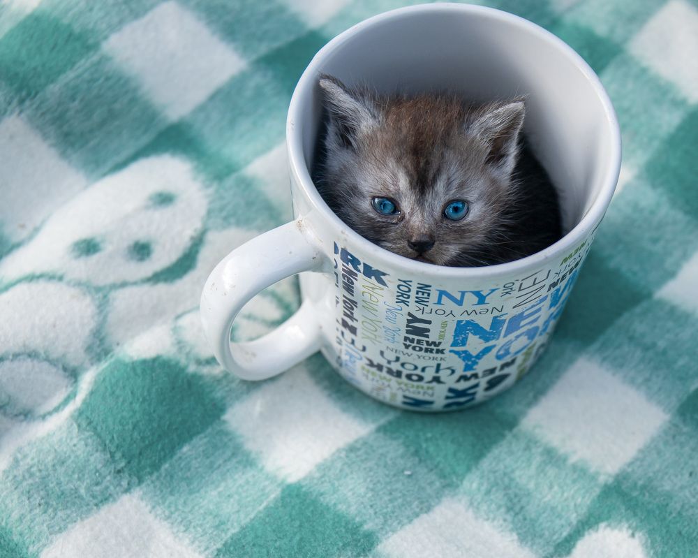 Photograph by Людмила Казак