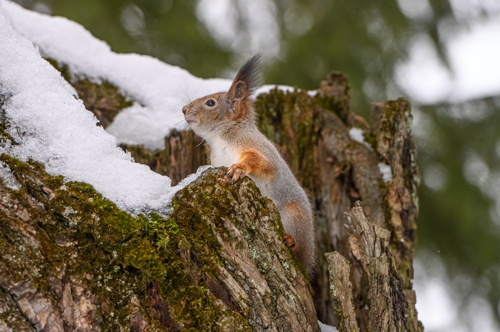 Дупло для белочки