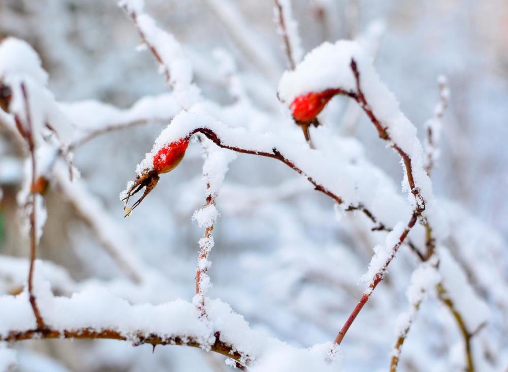 Photograph by ValentinaK