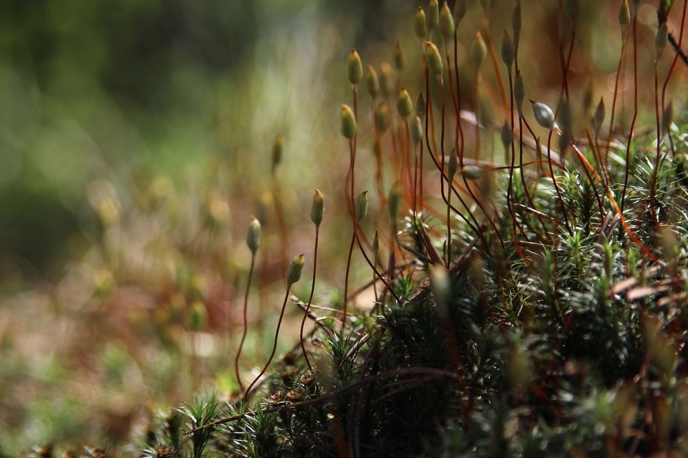 Photograph by Наталья Волкова