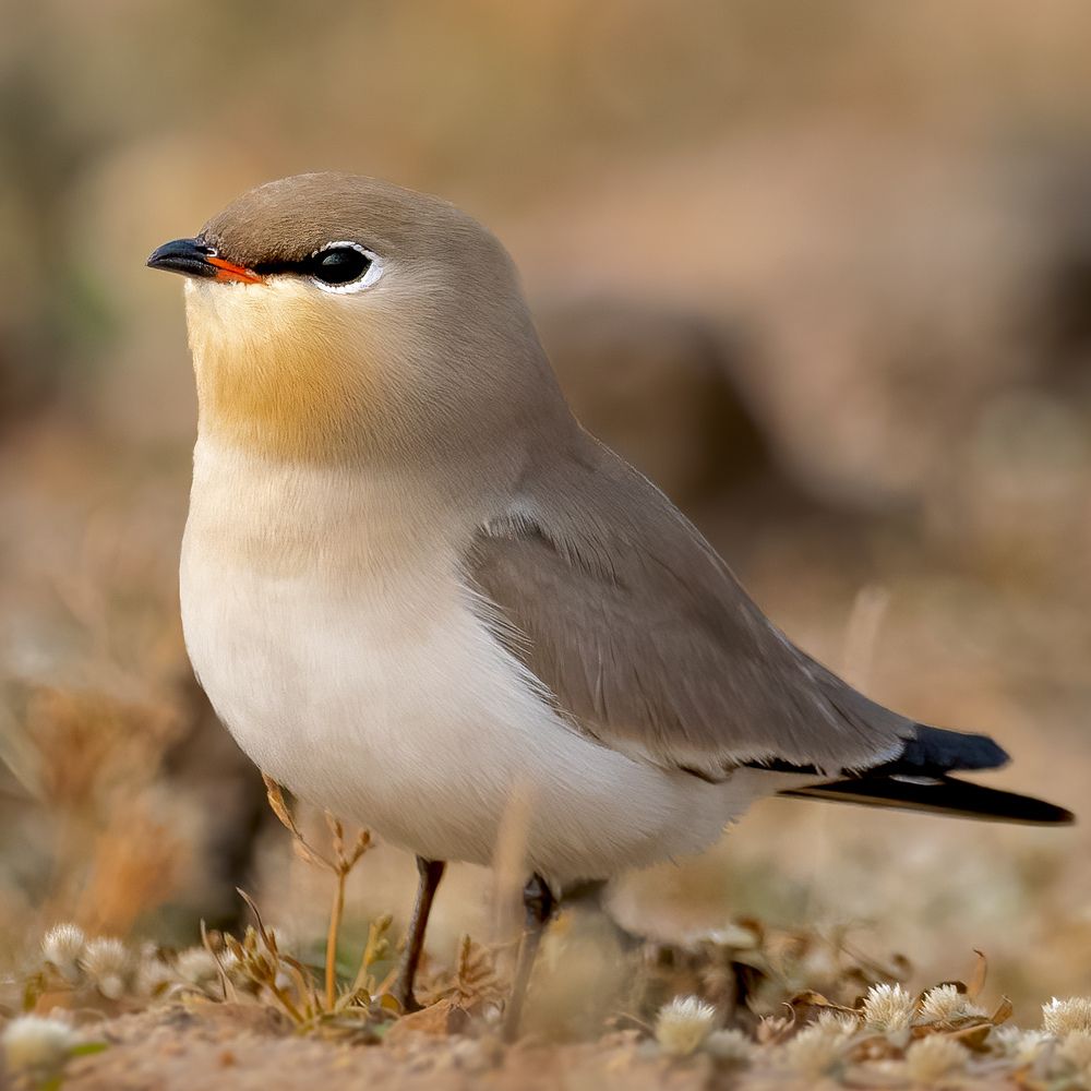 Photograph by Abhishek Kumar