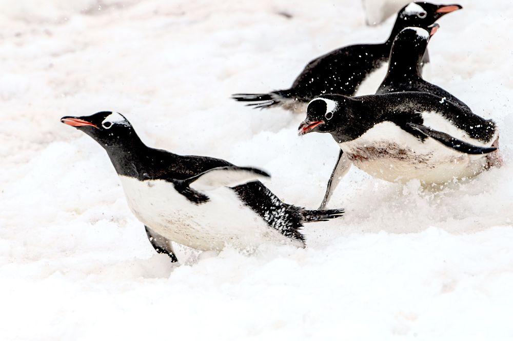 Photograph by Мария Новоселецкая