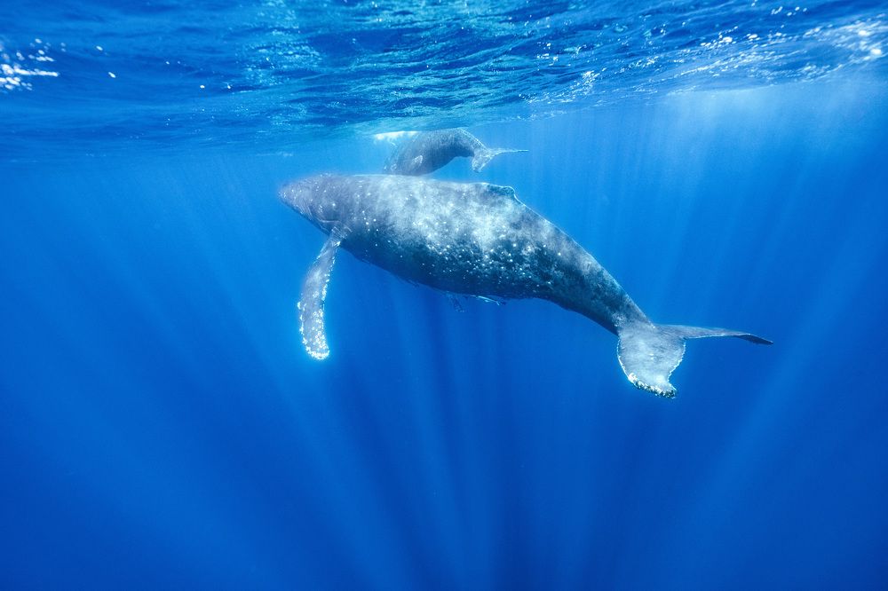 Photograph by AKASAKA AKIRA