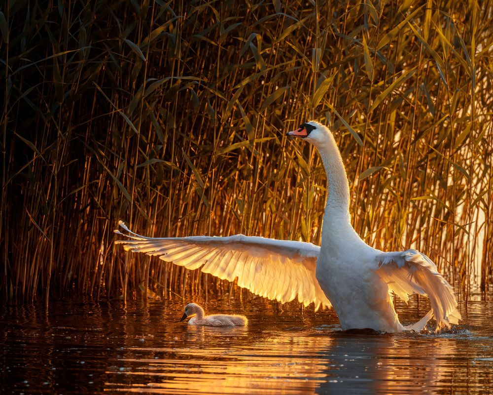 Photograph by Larianna Holm