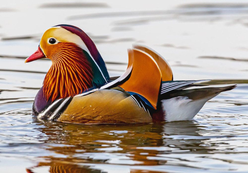 мандаринка