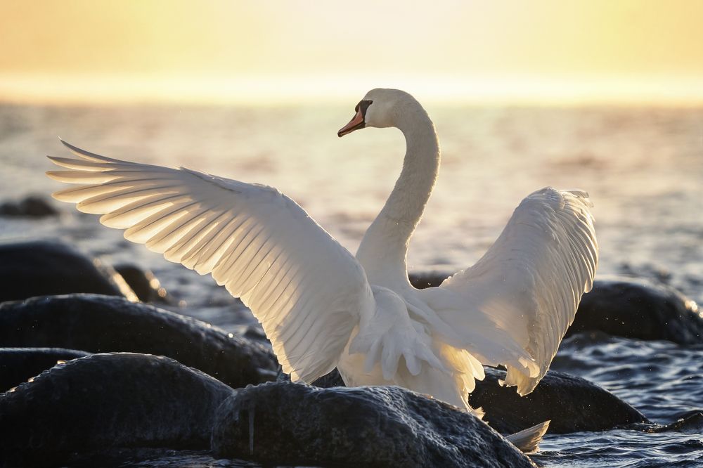 Photograph by Larianna Holm