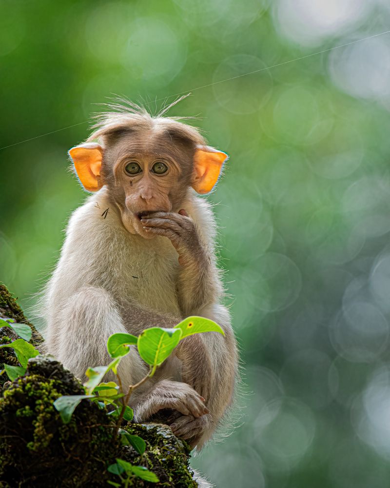 Photograph by Anandhu M