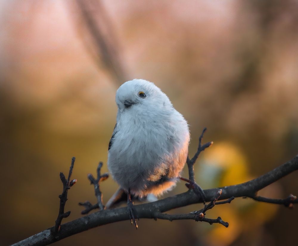 Фотография автора Sebastian Popa
