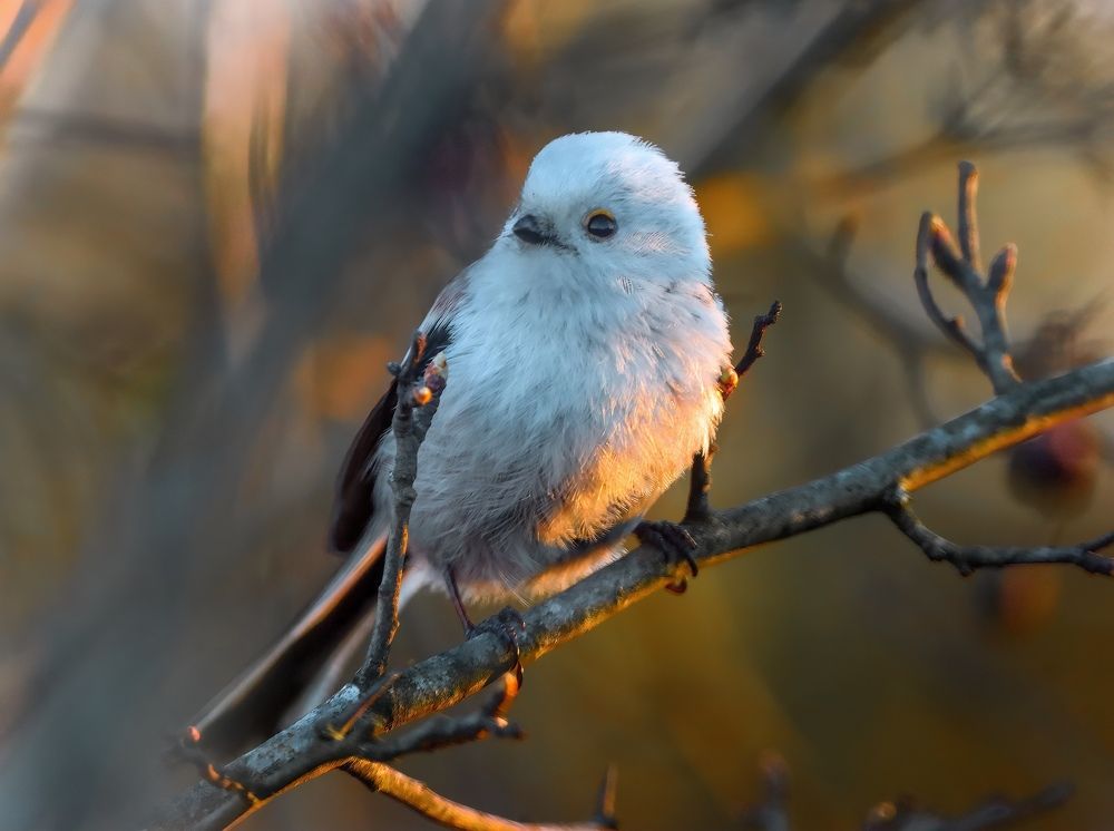 Фотография автора Sebastian Popa