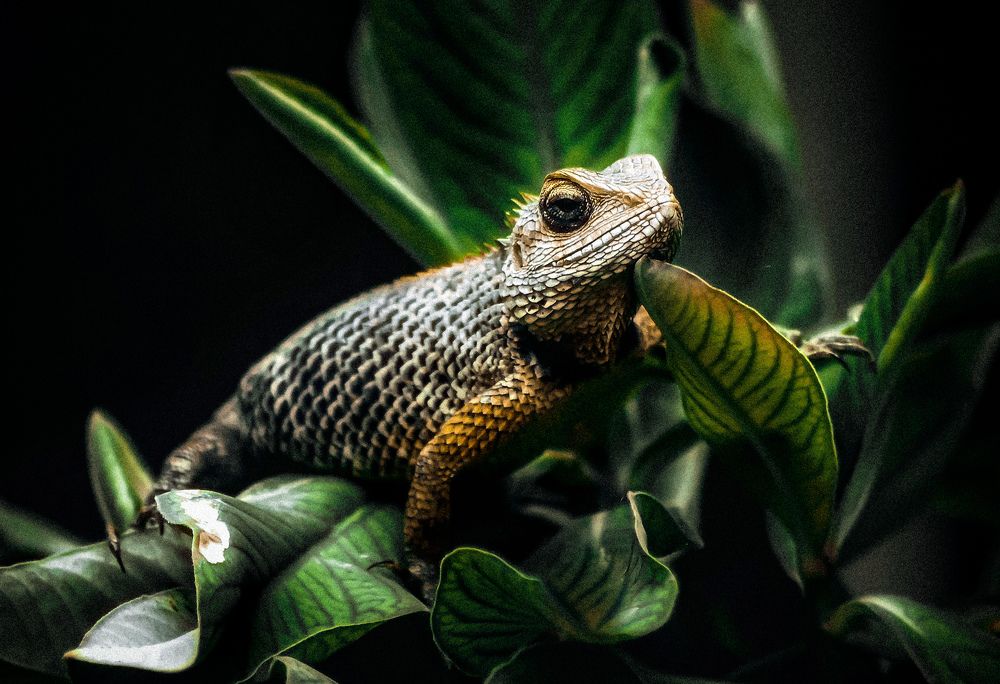 Raptor in the bushes