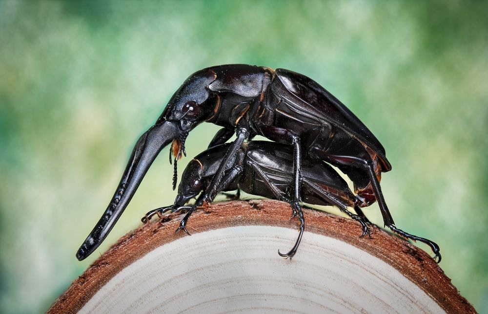 Prosopocoilus Giraffa Giraffa