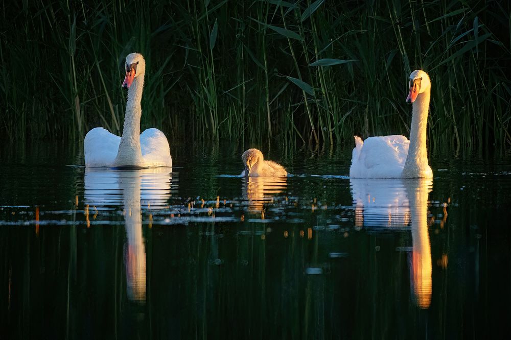 Photograph by Larianna Holm