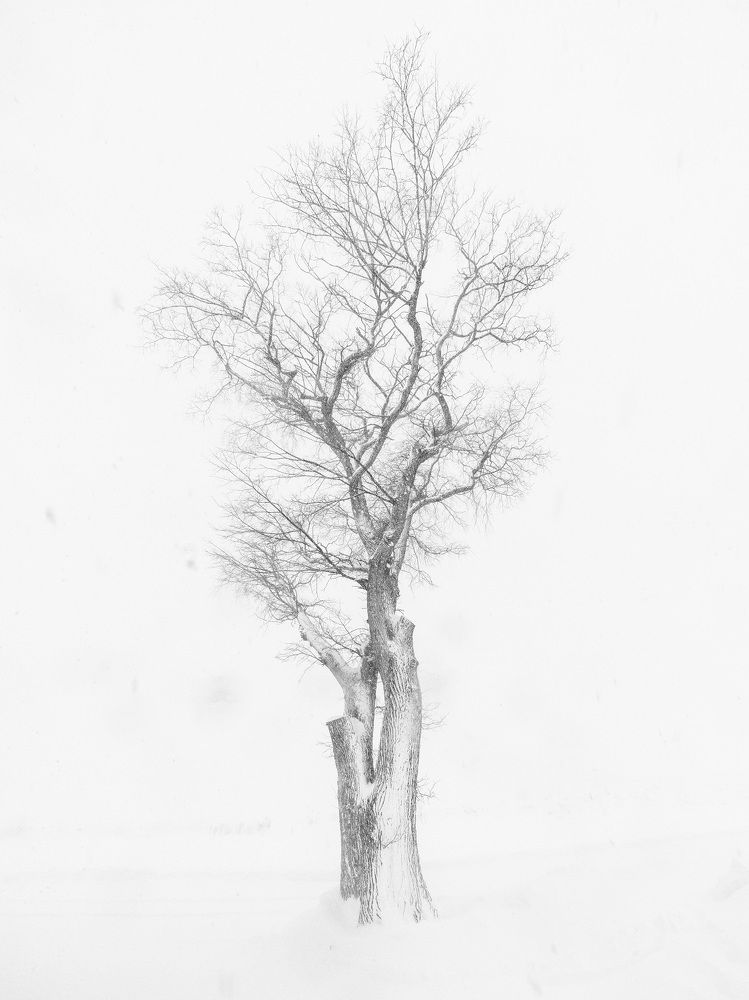 Photograph by TORIUMI KAZUYUKI