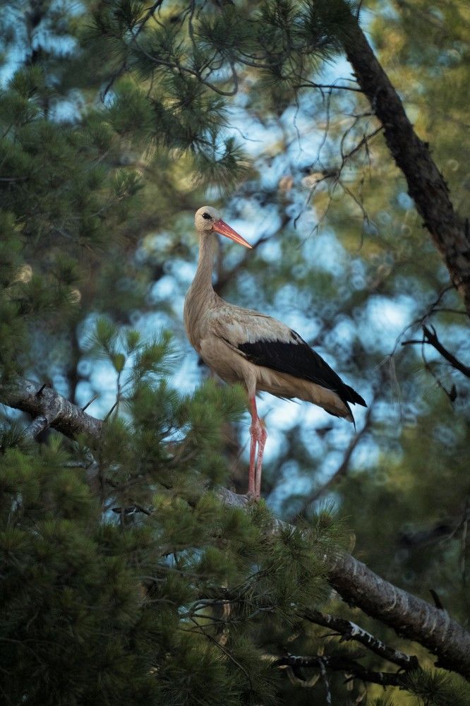 Photograph by Антон Шаркас