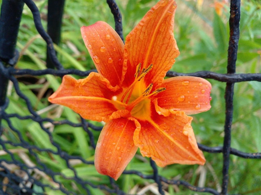 Фотография автора Lizuza