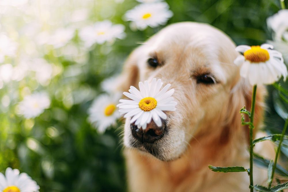 Photograph by Элизабет Гусакова