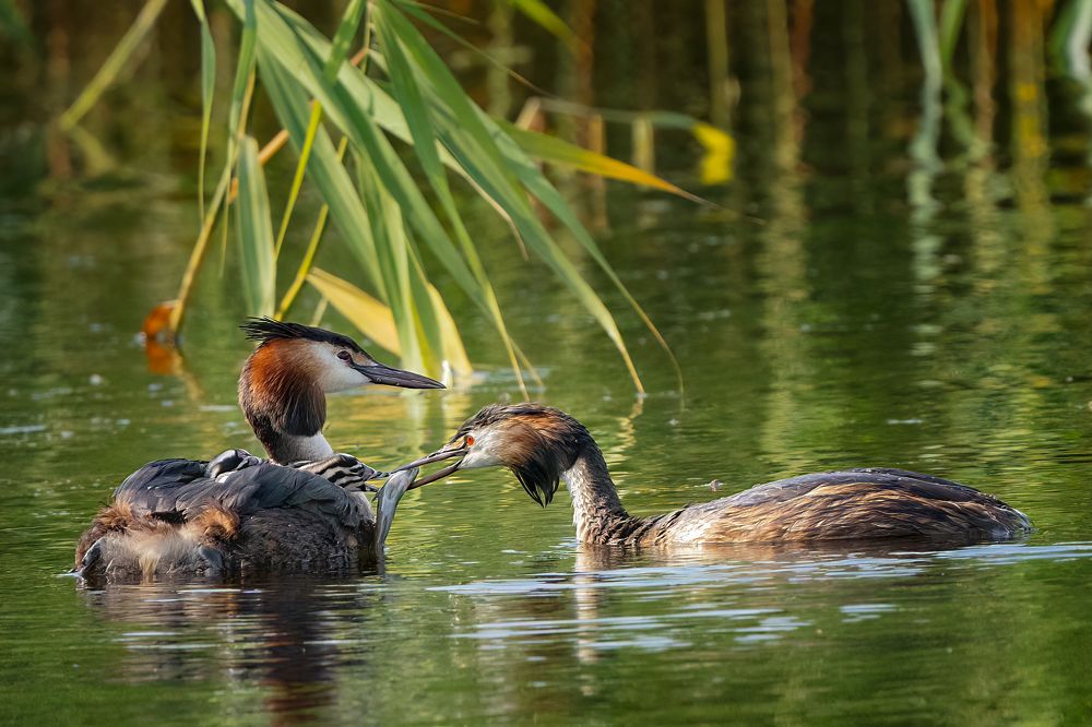 Photograph by Larianna Holm