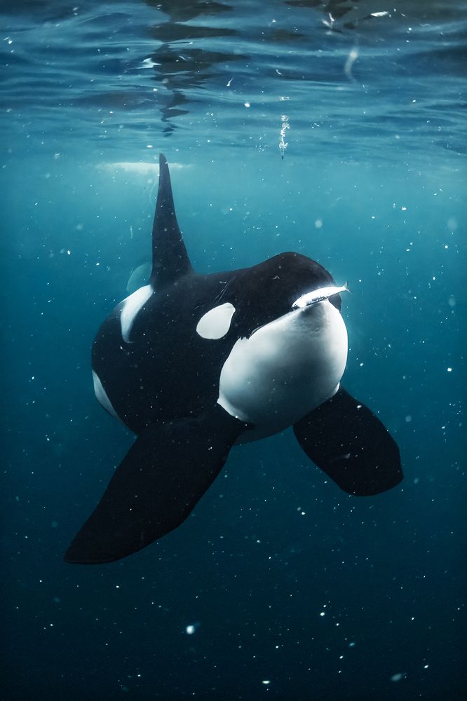 A Herring's Last Second