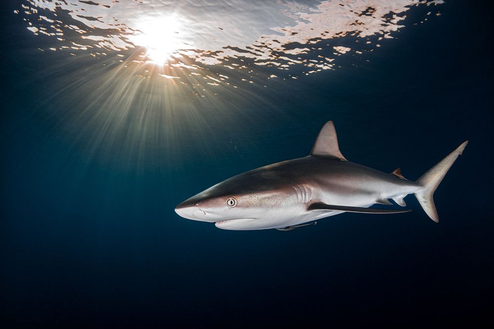 Photograph by Andy Schmid