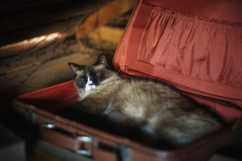 Чемоданное настроение