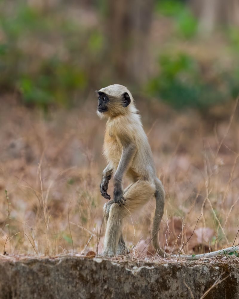 Photograph by Abhishek Kumar