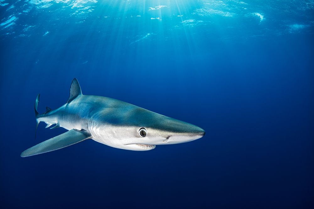 Photograph by Andy Schmid