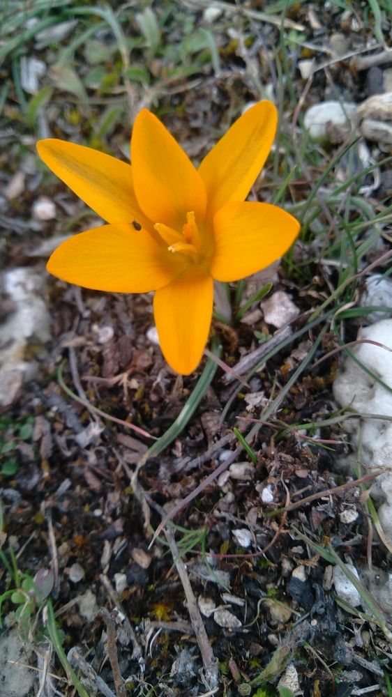 Первопроходец