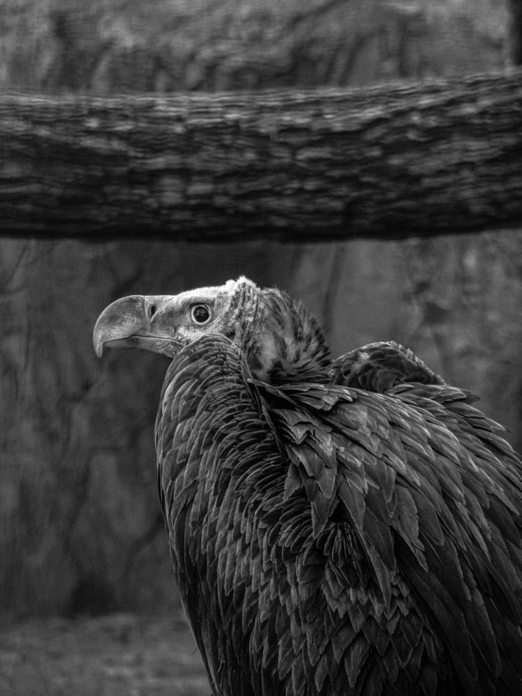 Photograph by Доляна Ашкова