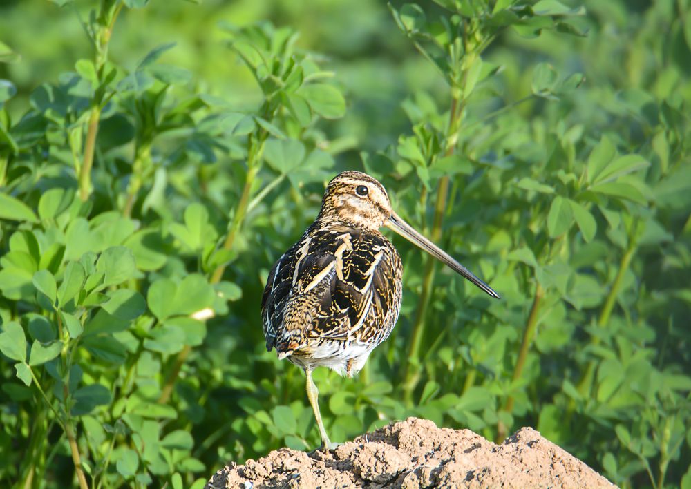Photograph by seyedmohamad tabrizi