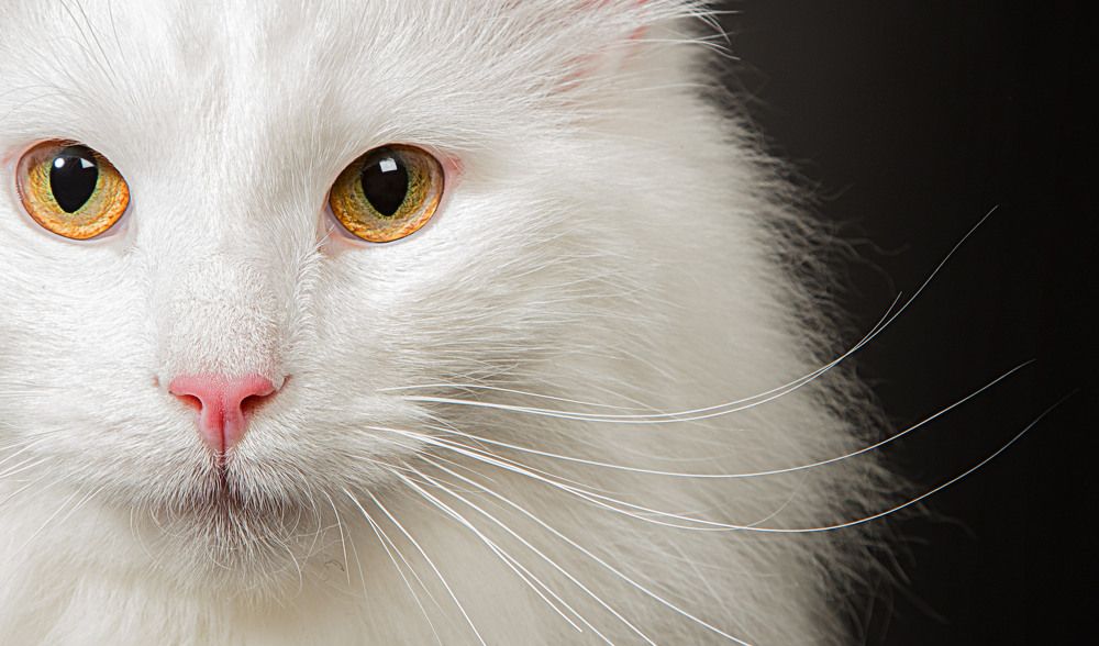 Photograph by Baranova Viktoria