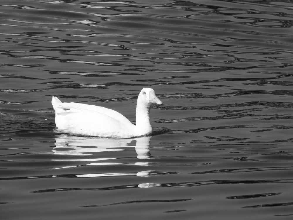 Photograph by Vikas Gangpari