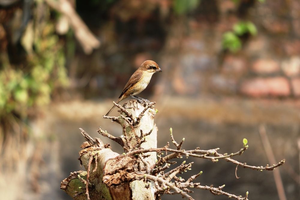 ID: Brown Shrike Bird