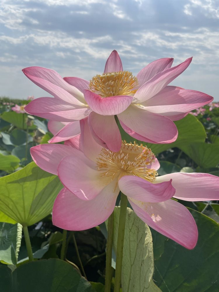 Фотография автора Юлия