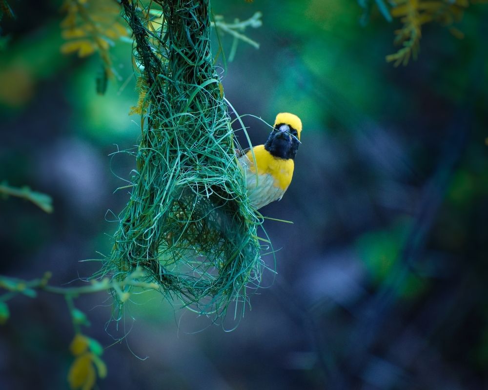 Photograph by Ashish Kalsarpe