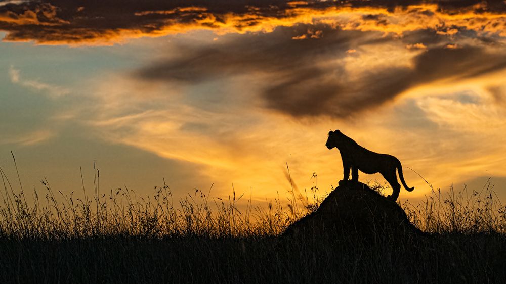 Photograph by Tania Cholwich