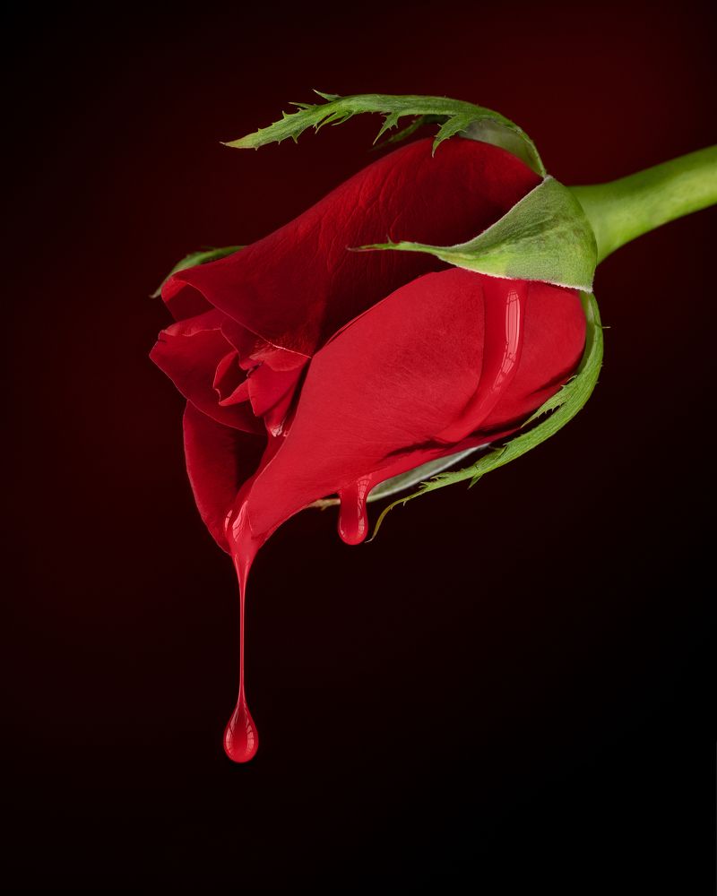 Photograph by Larianna Holm