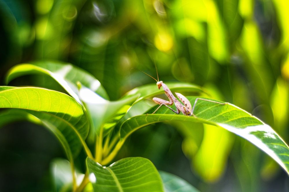 Photograph by Aser Osama