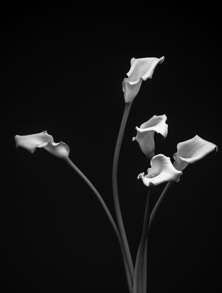 Photograph by Михаил Шорохов