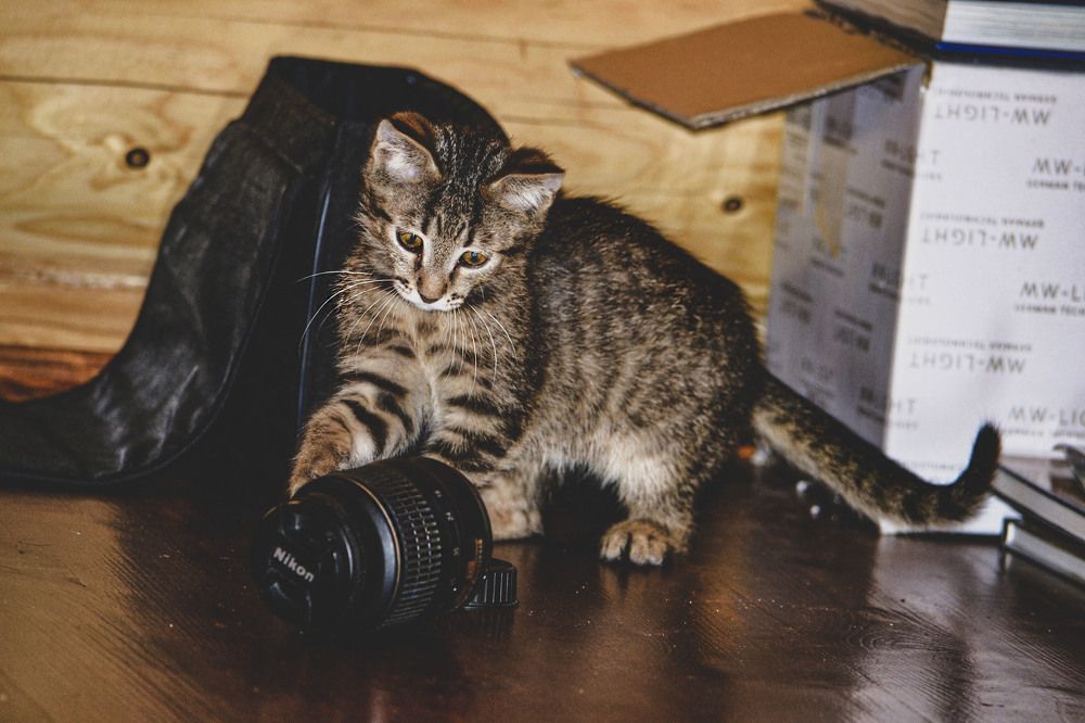 Фотография автора Людмила Капустина