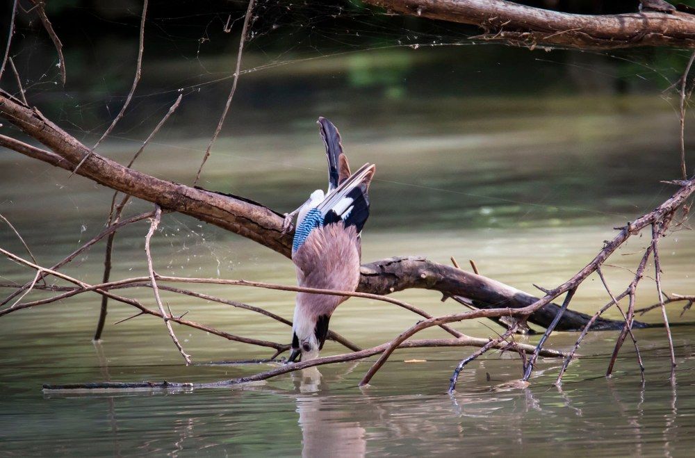 Photograph by Ольга Золототрубова