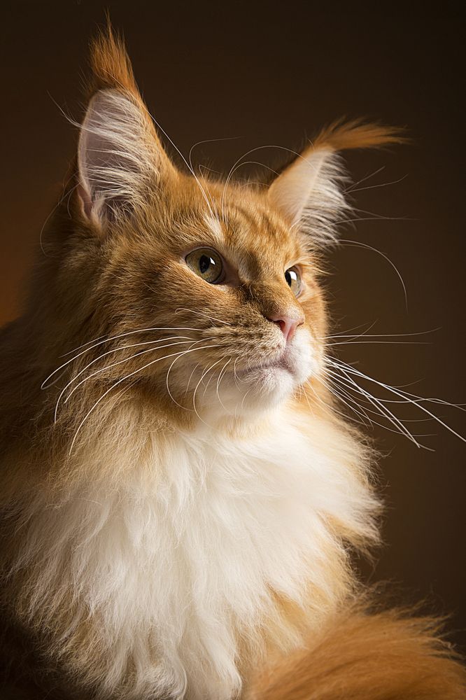 Photograph by Baranova Viktoria