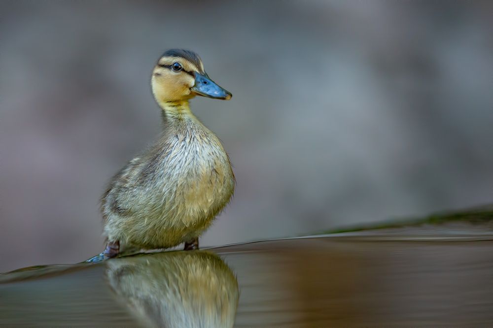 Photograph by Gatis Vilbrants