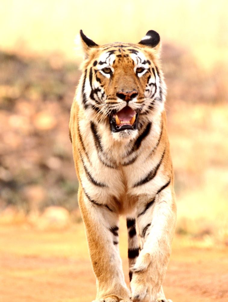 Photograph by Amar Kulkarni
