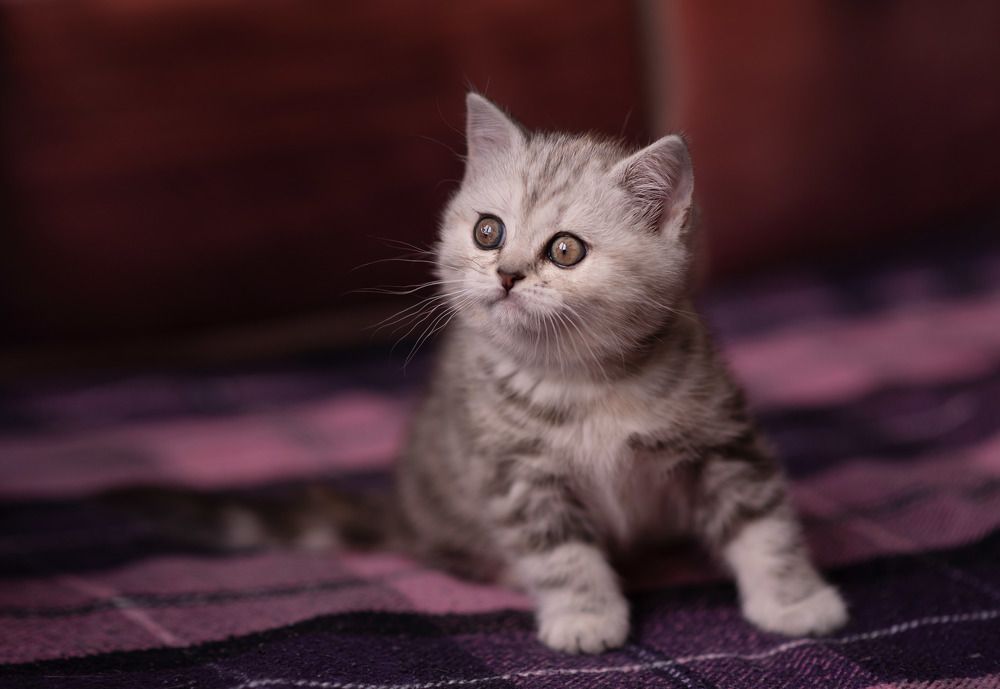 Фотография автора Евгения Рожкова